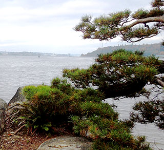Pine on shore’s edge enhances view from Bremerton’s Elandan Gardens 