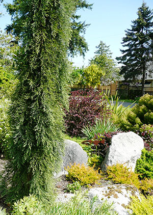 Form, color, and texture of Weeping Sequoia on left balances other plantings