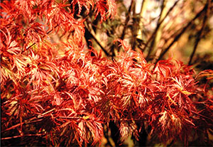 Fall foliage of Cutleaf Japanese Maple (Acer palmatum ‘Seiryu’)