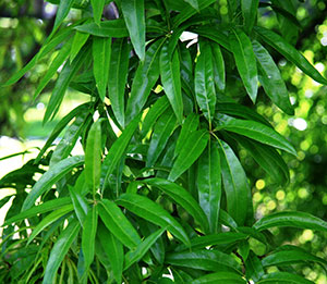 Willow-like foliage of Willow Oak