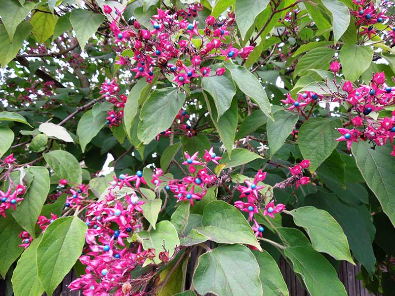 Harlequin Glory Bower (Clerodendrum trichotomum) is named for its shiny blue berries framed in hot pink that follow flowering, but this delightful feature is often overshadowed by its habit of sending underground shoots that inconveniently emerge through other plants.