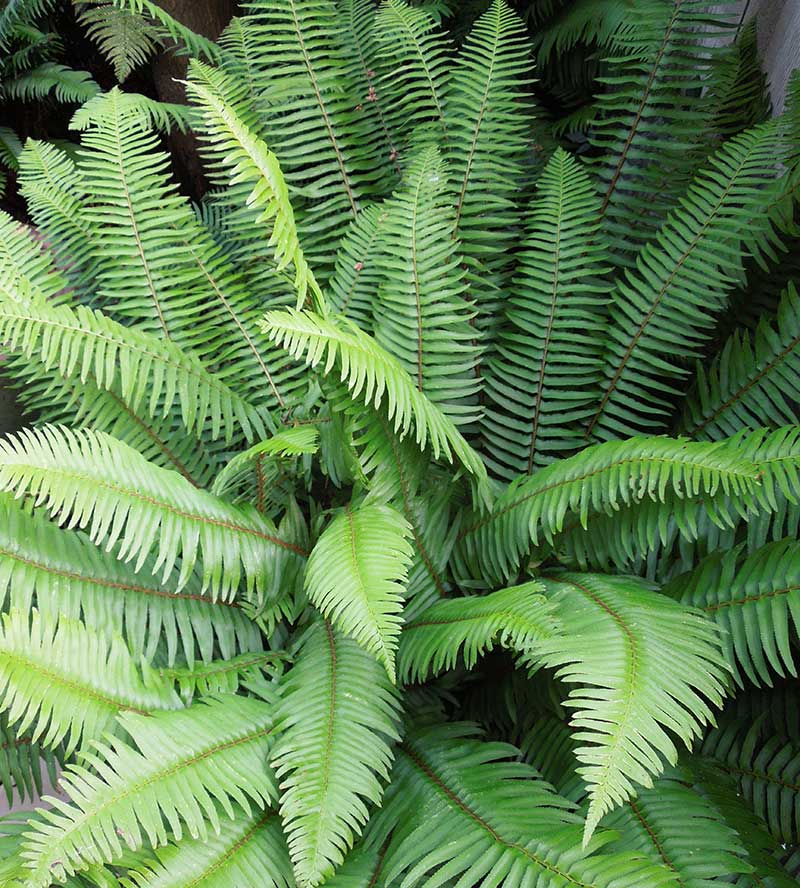 Our handsome and adaptable native Sword Fern (Polystichum munitum) looks best if the old fronds are removed in March so its newly emerging fronds can be appreciated, but other than that it is maintenance free.