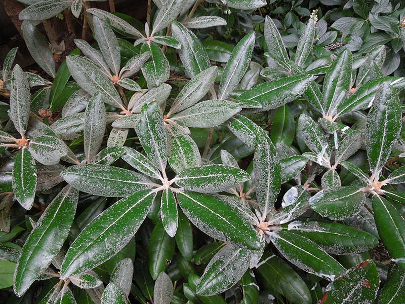 The magenta pink buds of Rhododendron ‘Crete’ are followed by lovely pinkish white flowers in April, but its handsome evergreen foliage makes the plant attractive year-round..
