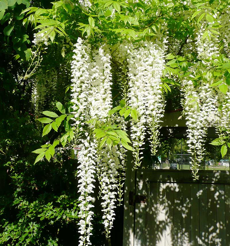 The flowers of wisteria are incomparable, but so is the maintenance needed to control the shoots it sends out during the growing season.