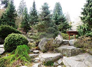 The BBG Rock Garden has a fabulous display of conifers suitable for home gardens.