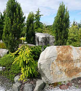 The Coenosium Rock Garden, part of the South Seattle Community College arboretum, houses an outstanding collection of conifers.