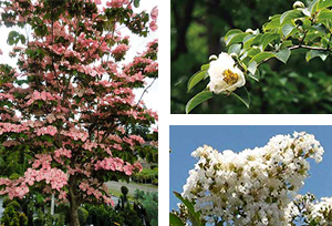 Stewartia pseudocamellia produces camellia-like white flowers in midsummer. The June flowers of Cornus kousa ‘Satomi’, a pink form of disease-resistant Korean dogwood, are followed by strawberry-like fruits in August. Lagerstroemia indica ‘Natchez’ is one of many varieties of summer-flowering crape myrtles.