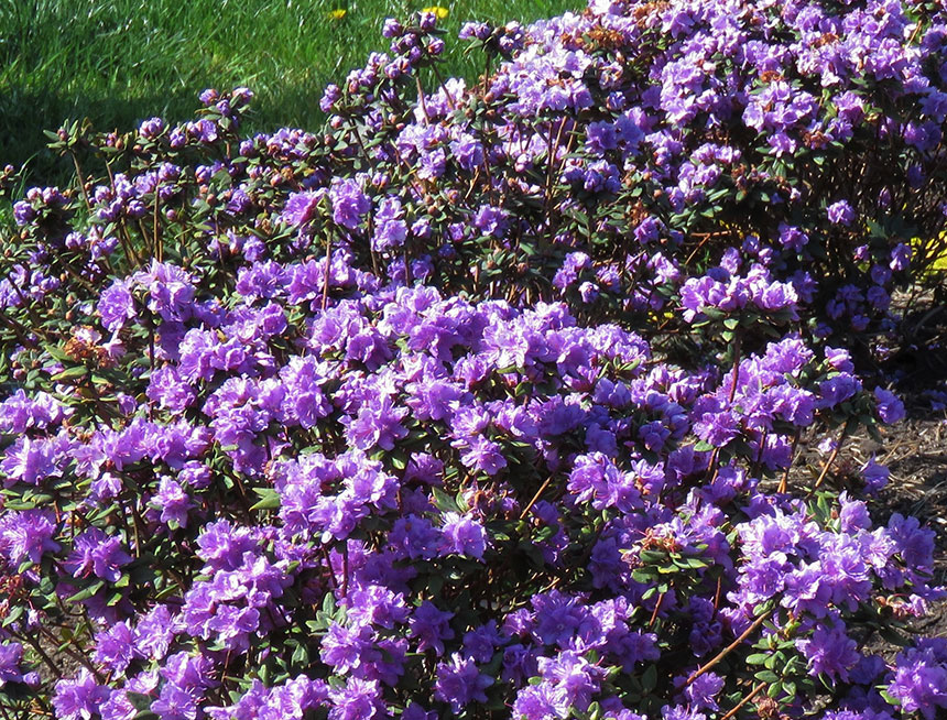 Evergreen foliage; light purple flowers; compact size