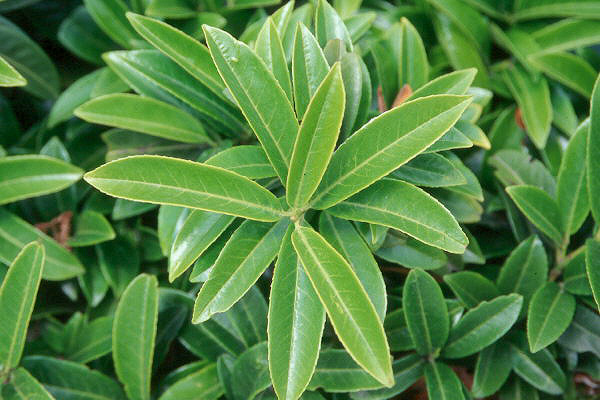 Evergreen groundcover; glossy green foliage 