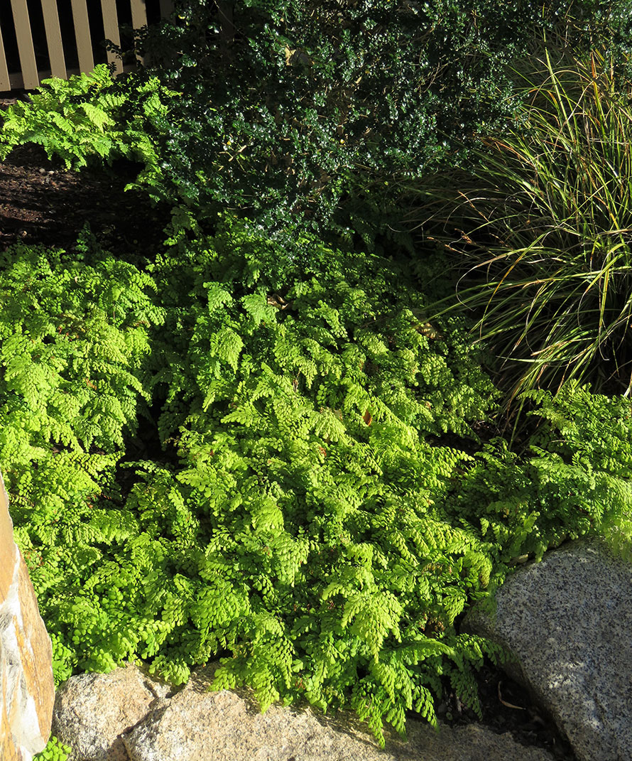 Evergreen groundcover fern; spreads slowly; prefers shade