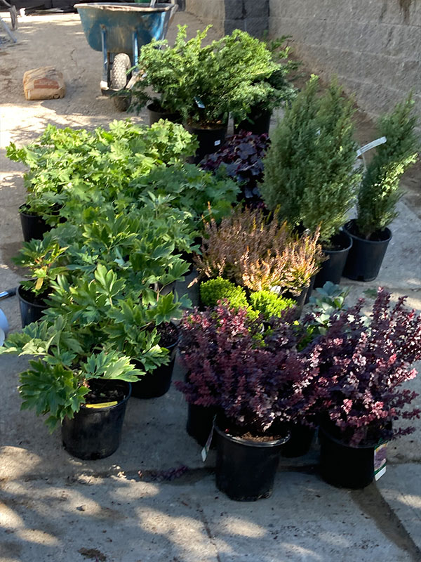 plants in pots ready to be installed