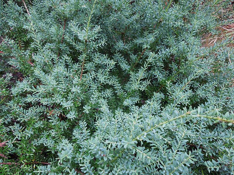 Blue-green evergreen foliage; compact size; groundcover