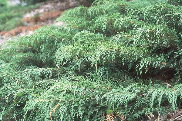 Lacy evergreen foliage; compact size; groundcover