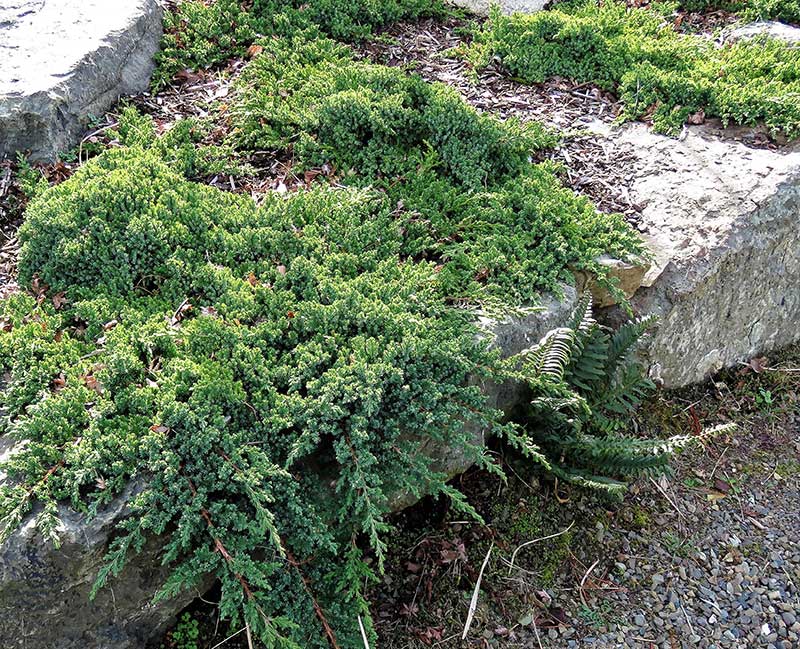Bluish evergreen foliage; compact size; groundcover