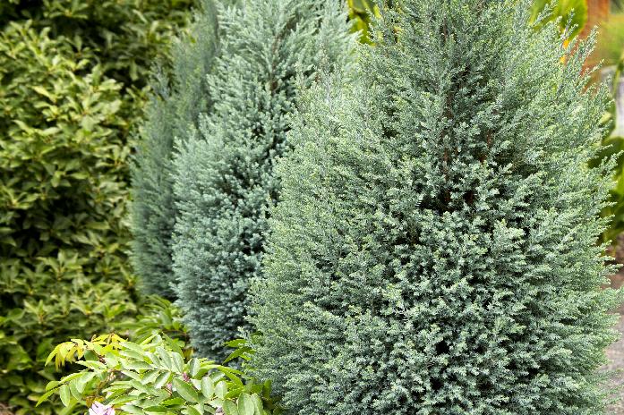 Tall, narrow conifer; blue-toned foliage; suitable for small gardens
