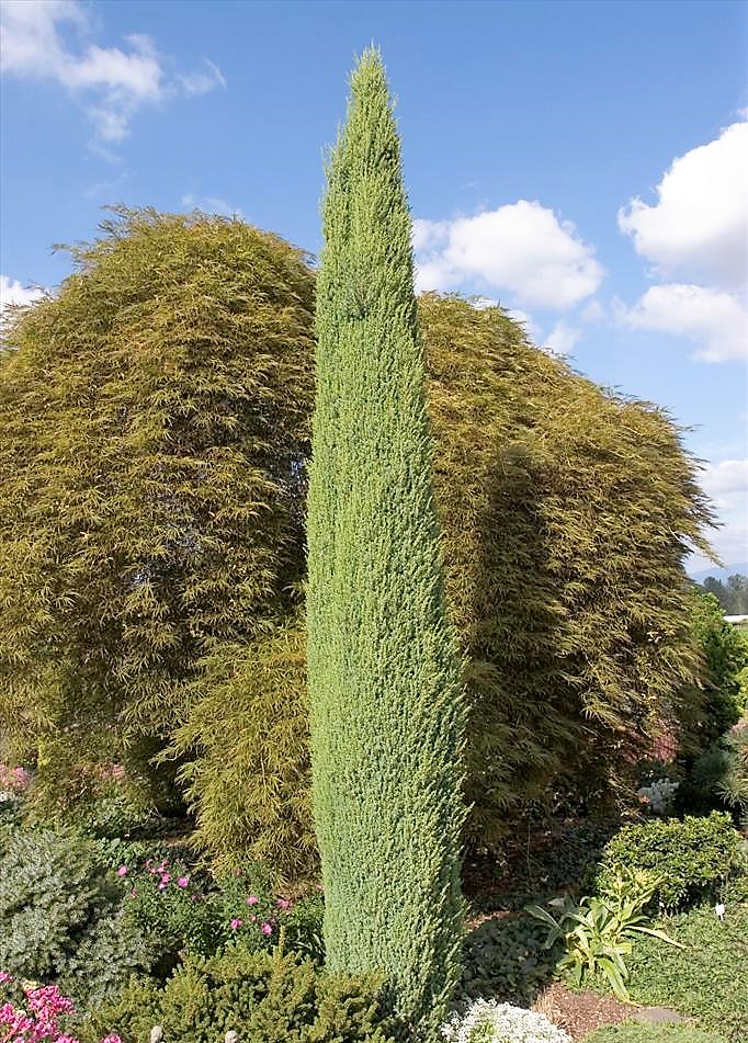 Tall, narrow conifer; evergreen; suitable for small garden