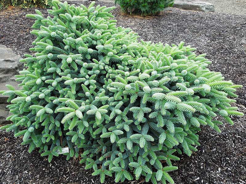 Evergreen foliage; compact size; winter interest