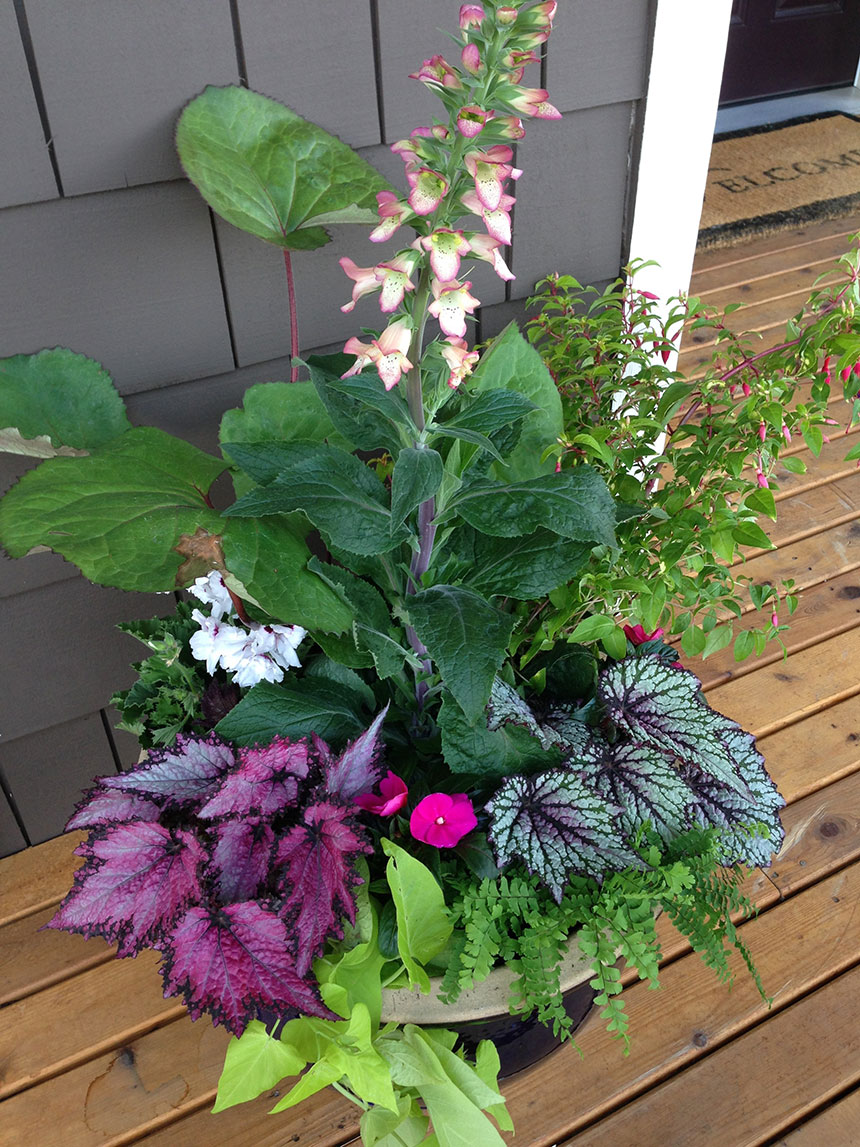 Container planting, summer interest, colorful foliage and flowers