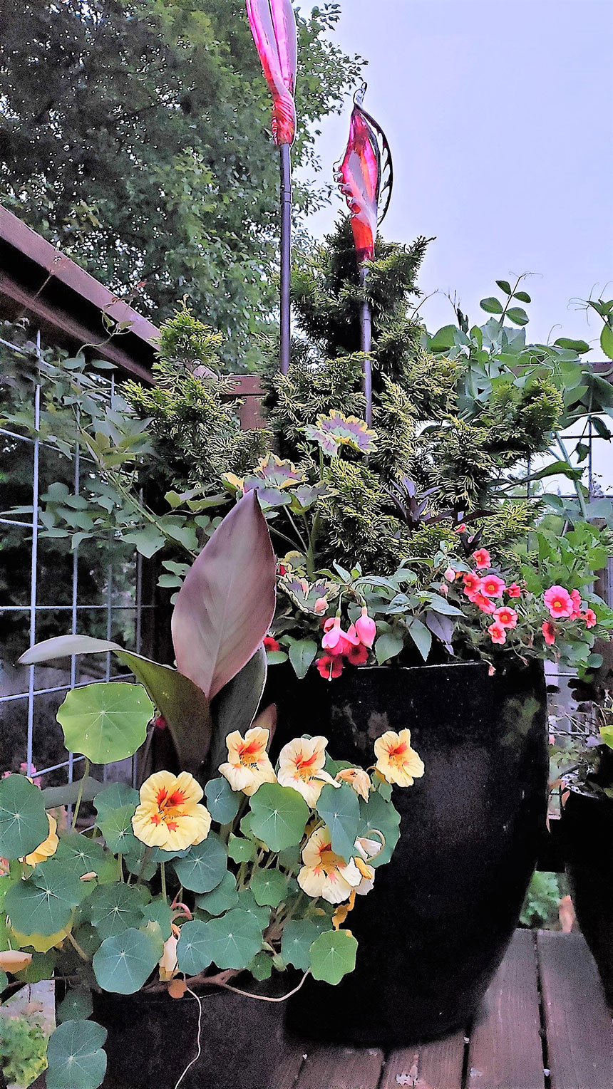 Container planting, summer interest, colorful foliage and flowers