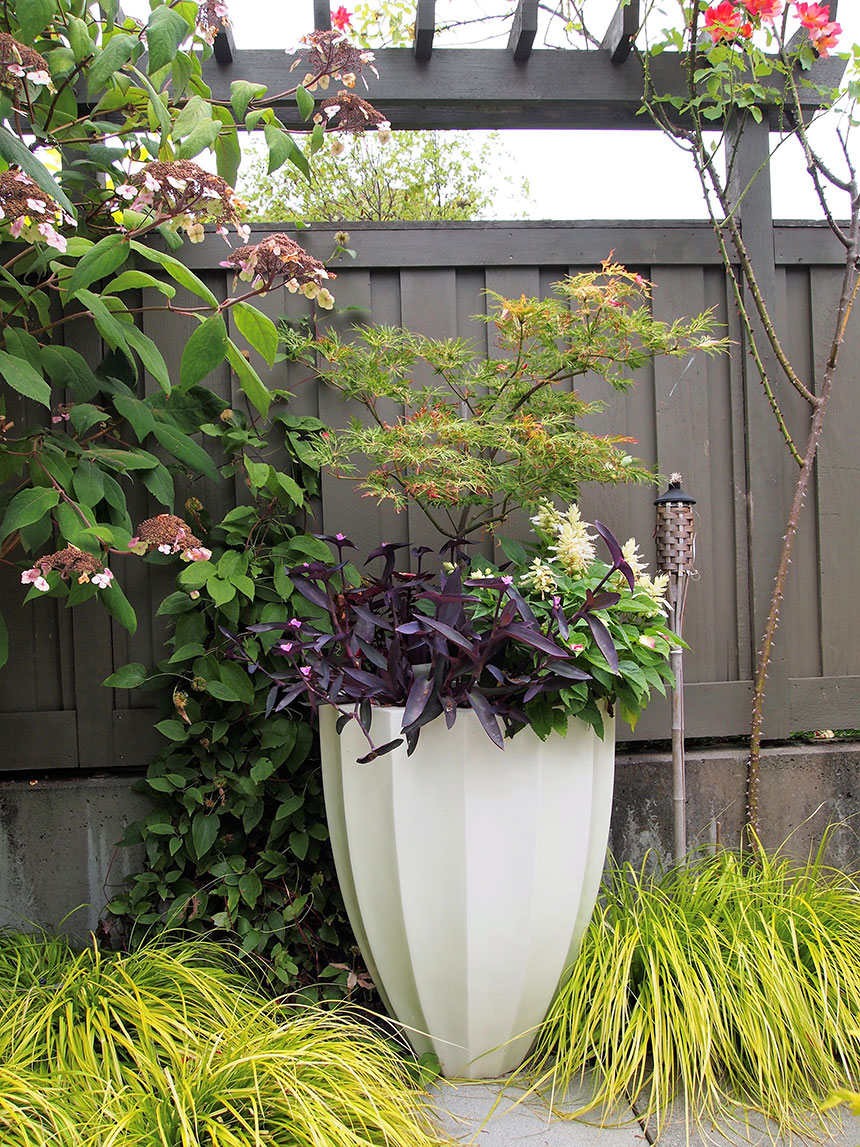 Container planting, elegant, architectural