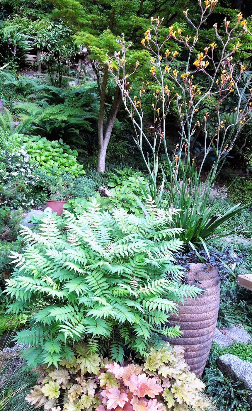 Container planting ideas, interesting foliage, clay pot