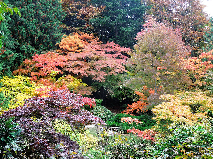 Fall color, Japanese maples, garden texture
