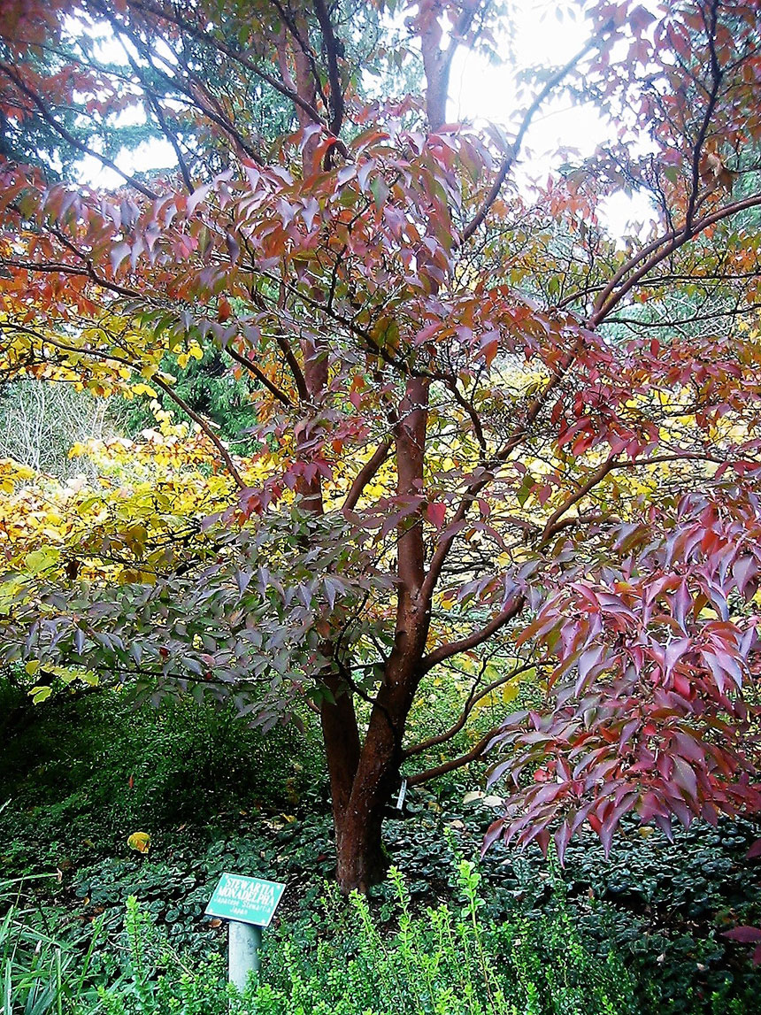 Fall color, Stewartia monadelpha, garden design