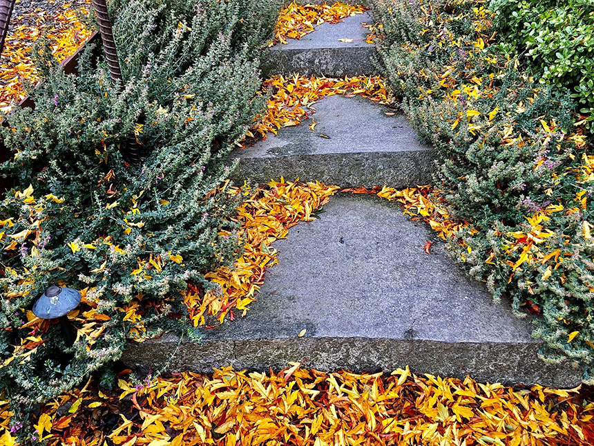Fall color, Malus 'Adirondack', fallen leaves