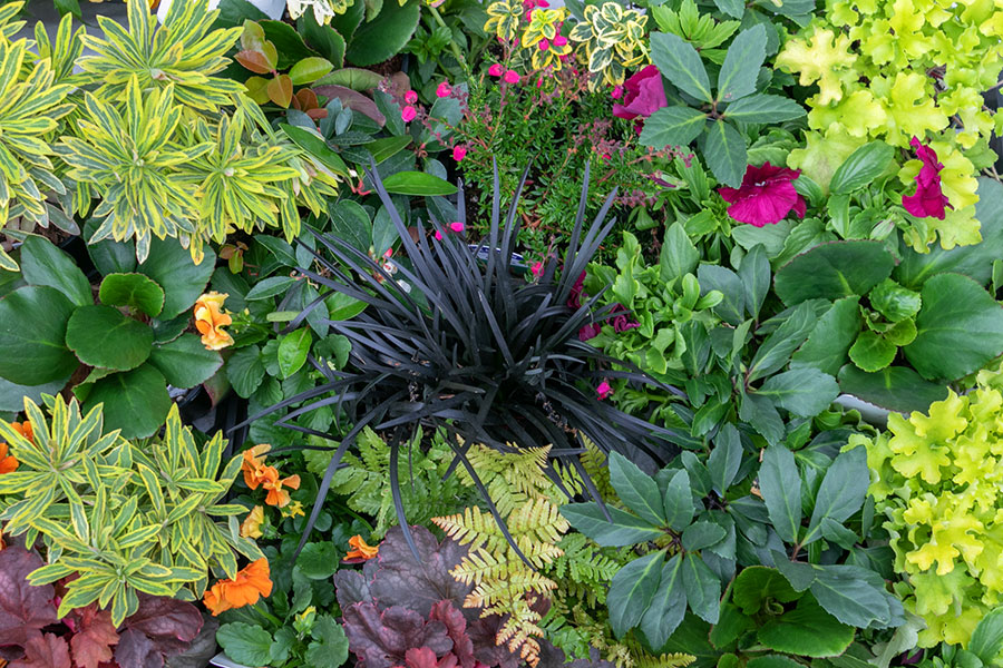 Combination of foliage plants including ferns, bergenia, and heuchera with some hardy winter flowers such as hellebores and pansies in tones of gold, green, orange and pink.