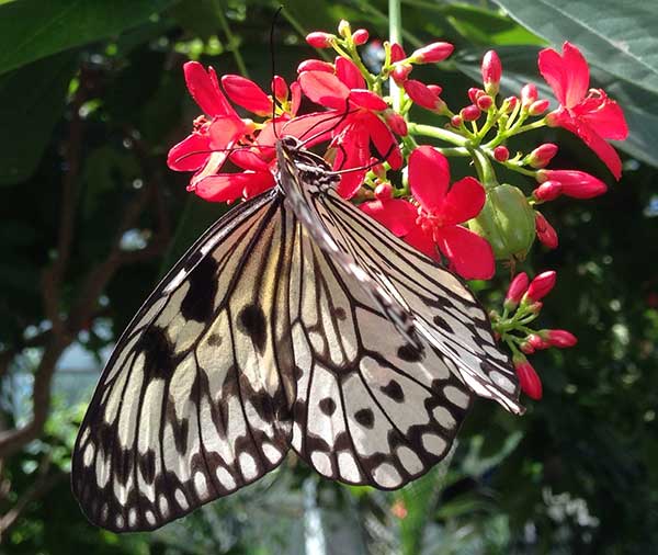 A black and white butterfly hanging from a red flower cluster.