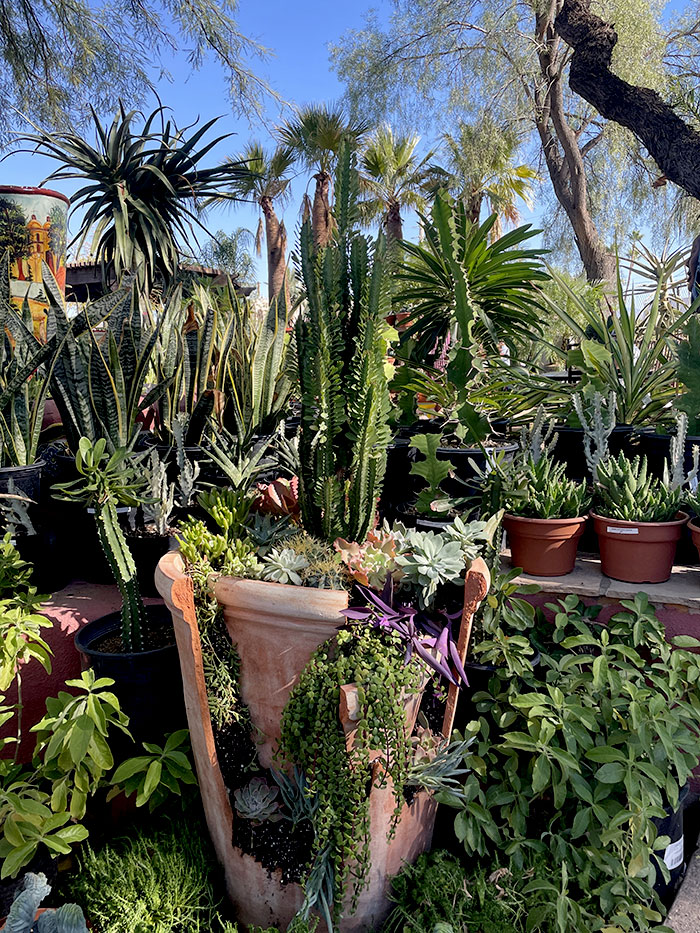 Cactus nursery in Arizona