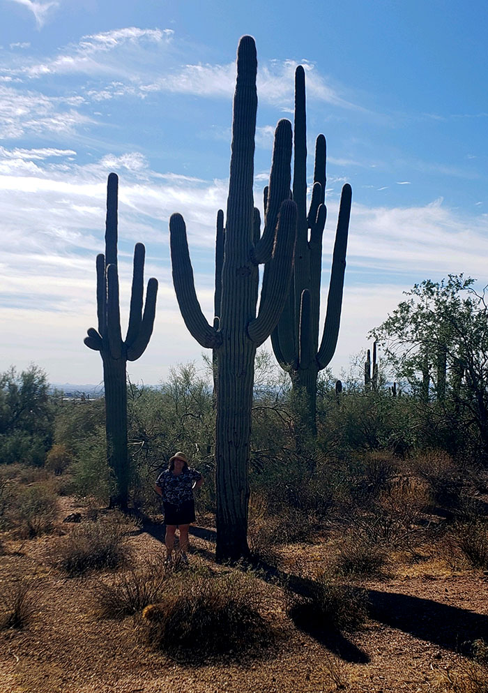 Saguaro Cactus in natural setting Arizona desert