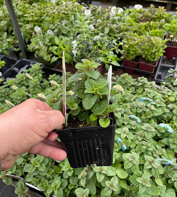 plant in a pot in a garden shop