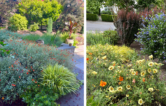 Helianthemum ‘Cheviot’  - Lavandula ‘Hidcote’ - Hakonechloa ‘aureola’ - Halimiocistus x wintonensis ‘Merrist Wood Cream’ - Ceanothus thyrsiflorus ‘Victoria’ - Geum ‘Alabama Slammer’