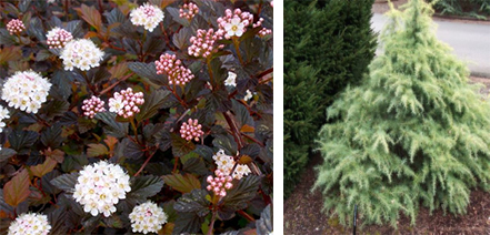 Physocarpus ‘Summer Wine’ - Cedrus deodara ‘Snow Sprite’ 