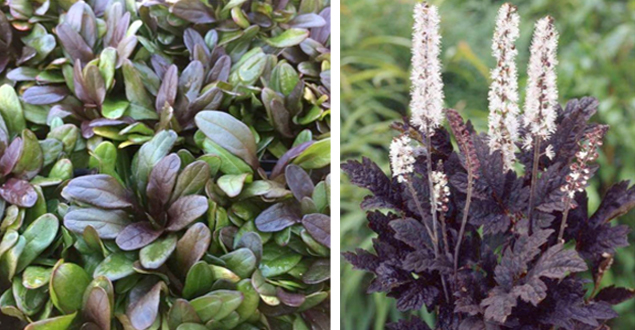 Ajuga chocolate chip - Actaea ‘Brunette’