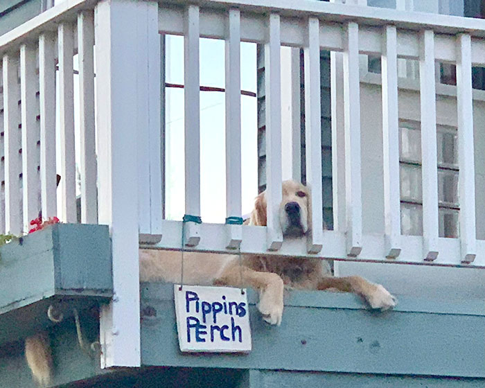 Golden retriever lies on raised wooden deck with sign reading Pippin’s Perch.