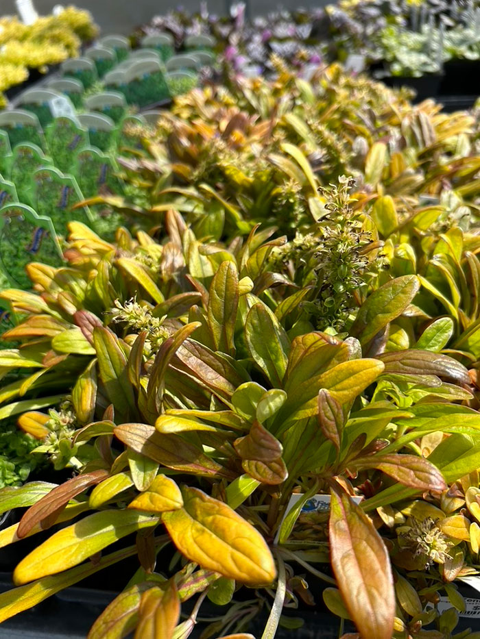 yellow-purple foliage plant with small white flowers at a nursery