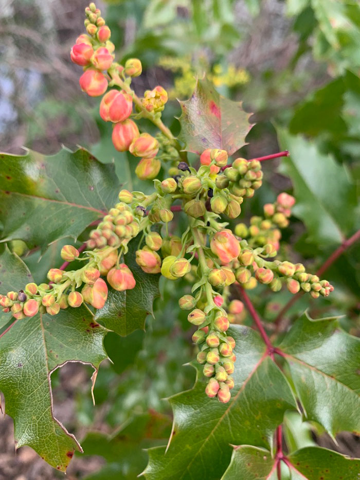 closeup of pink and yellow flowers, notched green leaves. 