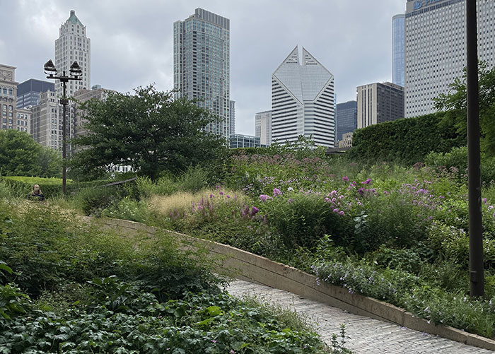 The Lurie Garden in Chicago, Illinois 