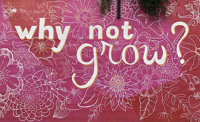A pink and red colored mural on a public urban garden wall in Seattle that says Why not Grow? in a whimsical font.