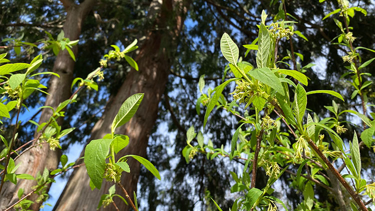 Oemleria cerasiformis beneath Thuja plicata trees.