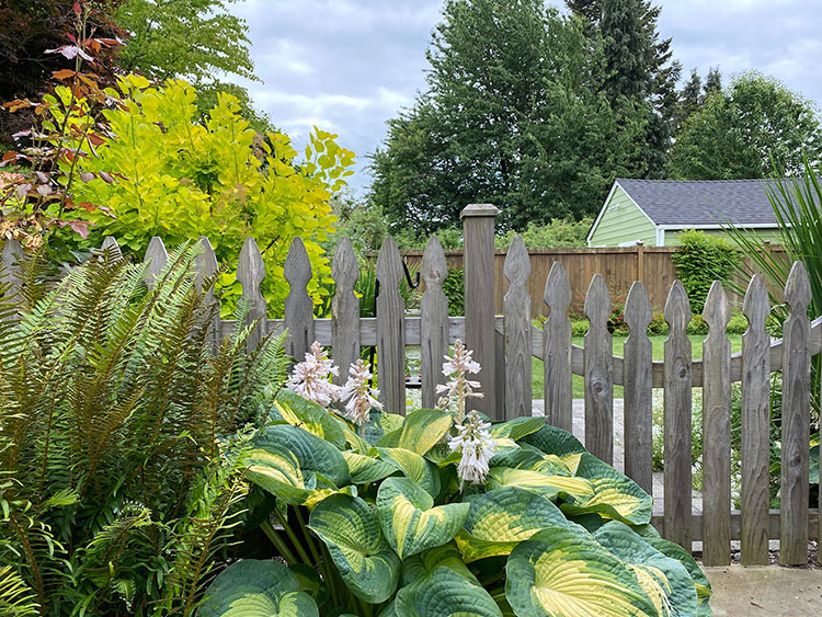 Ferns and hostas featured in front of a low picket fence    