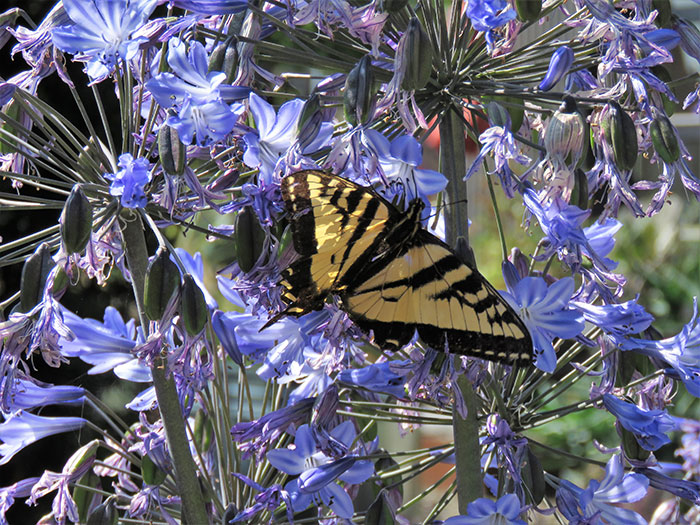 Butterfly plants, agapanthus, pollinator plantings