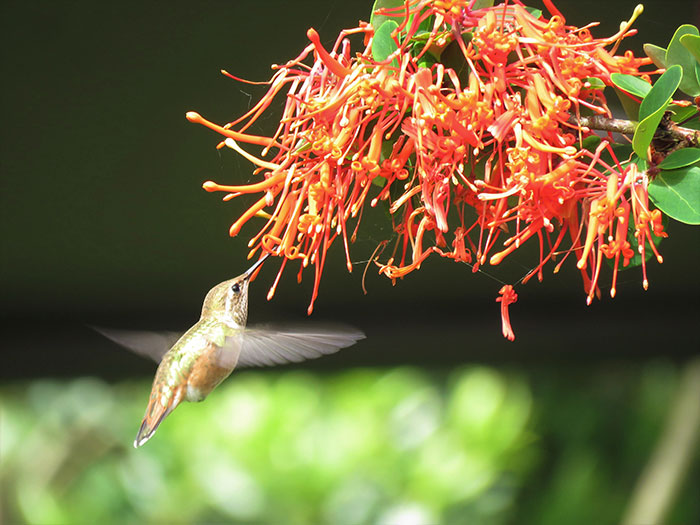 Pollinator garden, hummingbird garden, bird-friendly gardening