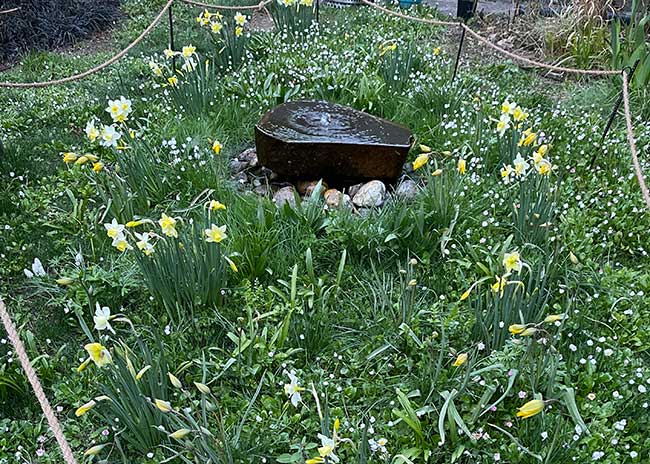 A spring meadow with grasses and bulbs surrounds a natural basalt water feature