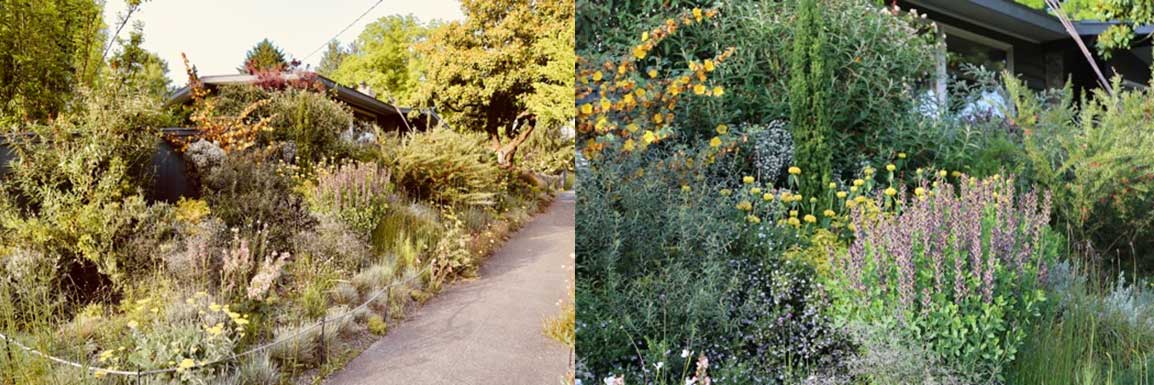 Seasonal photos of the designer’s own summer-dry garden displaying the rich tapestry of plants that can be established in unwatered conditions.