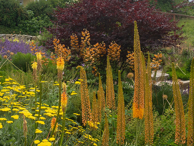 orange and yellow.perennials