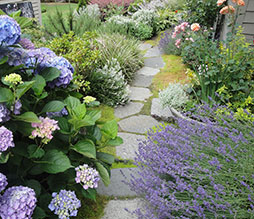 A side yard stepping stone pathway  features favorite roses and hydrangeas at the new Kirkland residence.