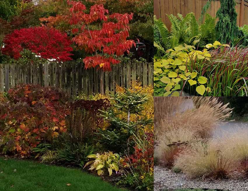 A collage of photos featuring plant combinations of varying fall colors and textures.